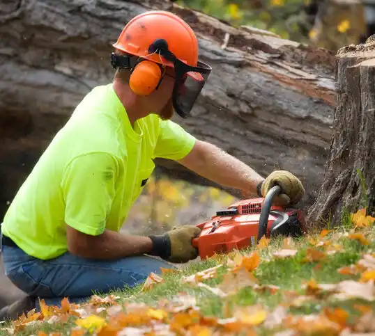 tree services Argusville